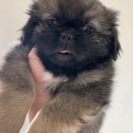 Pekingese Puppies from Crawford Ranch Canines