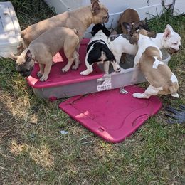 French Bulldog Puppies from G & K Frenchies LLC
