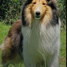 Charm - Shetland Sheepdog
