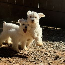 Miniature Schnauzer Puppies from Cali Sun-kissed Schnauzers
