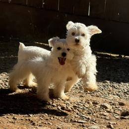 Miniature Schnauzer Puppies from Cali Sun-kissed Schnauzers