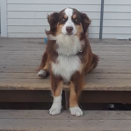 Skye - Australian Shepherd