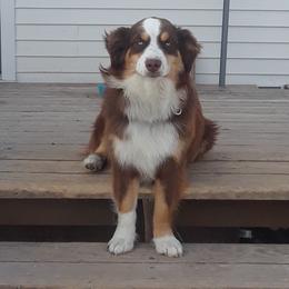 Skye - Australian Shepherd