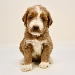 Cincinnati (Cinci) - Cream female Goldendoodle puppy in Dayton, Ohio from Perks Court Doodles