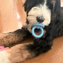 Bernedoodle Puppies from Beary Sweet Doodles