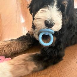 Bernedoodle Puppies from Beary Sweet Doodles