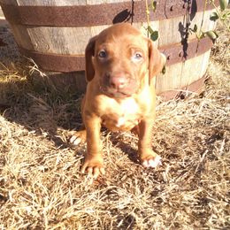Ranger - Rd whtn brn nose male Rhodesian Ridgeback puppy in Carney, Oklahoma from River Run Parson Russell terriers & River Run Ridgebacks