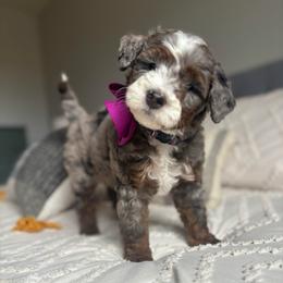 Alta - Blue merle female Bernedoodle puppy in Weston, Idaho from Berne n Doodles