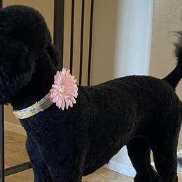 Poodles from Concertos Poodles