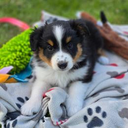 Stevie - Black tri female Miniature American Shepherd puppy in Kalama, Washington from Lone Pine Miniature American Shepherds