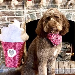 Olive - Goldendoodle
