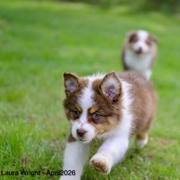 Australian Shepherd Puppies from Sacré-Cœur Australian shepherds