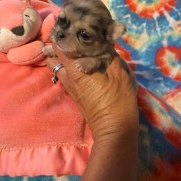 Chispas - Merle female Chihuahua puppy in Beaumont, Texas from Anastasia’s Tiny Pupps