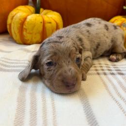 Sigma - Dapple male Dachshund puppy in Shelley, Idaho from Journey’s End Dachshunds