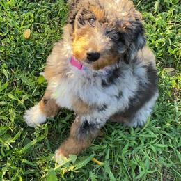 Aussiedoodle and Bernedoodle Puppies from Rowe Farms Aussiedoodles