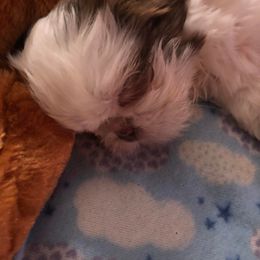 Shih Tzu Puppies from N.F.S.T Imperial ShihTzu Puppies.