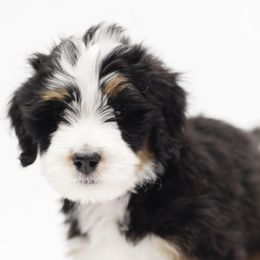 Bernedoodles, Bernese Mountain Dogs, and Sheepadoodles from VonDoodles Bernedoodles & Sheepadoodles