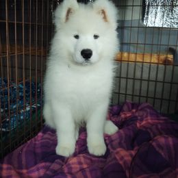Borzoi and Samoyed Puppies from Kalabria