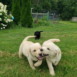 Labrador Retriever Puppies from Ganderwood