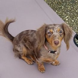 Chloe - Dachshund
