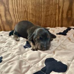 Robins egg - Red male Dachshund puppy in Wolf Lake, Indiana from Canisteo Dachshunds
