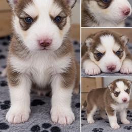 Riot - Chocolate male Pomsky puppy in Wyoming from 307 Pomskys