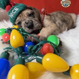 Tres - Merle male Great Dane puppy in White City, Kansas from Southwind Great Danes