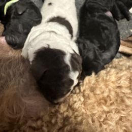 Poodle Puppies from Cano Homestead Poodles