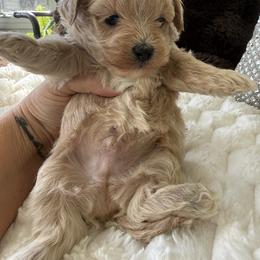 Red collar ( sangria litter) - Red male Maltipoo puppy in Fredericktown, Missouri from Doodle Pups Fur-Ever