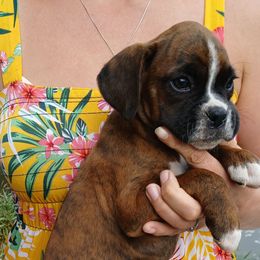 Tiny Tina - Brindle female Boxer puppy in Minnesota from Pattys Boxers and Bulldogs
