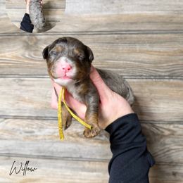 Willow Multigen - Blue merle female Bernedoodle puppy in Wamego, Kansas from Doodles of Oz