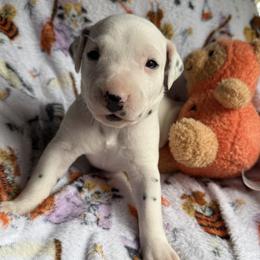 Stitch - White and liver brown male Dalmatian puppy in Hastings, Florida from Love My Spotty Dalmatians