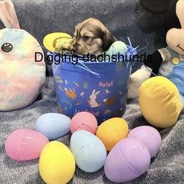 Cupid 2300 - Cream male Dachshund puppy in Denison, Texas from Digging Dachshunds