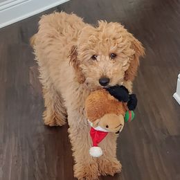 Goldendoodle Puppies from Patton Doodles