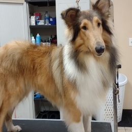 Aussiedoodles, Collies, and Miniature Australian Shepherds from Jeanah's Pups