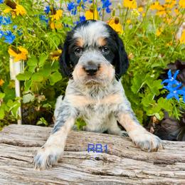RB1 - Tri-Roan male English Springer Spaniel puppy in Britton, South Dakota from K&S Canines