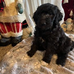Bell - Aussiedoodle puppy from Champion Farms Doodles