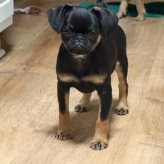 Brussels Griffon Puppies from Cinnabar Brussel's Griffons