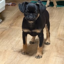 Brussels Griffon Puppies from Cinnabar Brussel's Griffons
