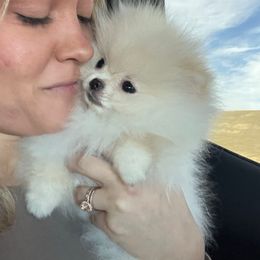 Boy 2 - Cream Pomeranian puppy in Abilene, Texas from Blessedpoms