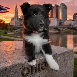 Shay - Black and white male Shetland Sheepdog puppy in Centennial, Colorado from Kochar Shelties