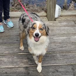Aussiedoodles, Miniature Australian Shepherds, Poodles, and Toy Australian Shepherds from Sandy Creek Kennels