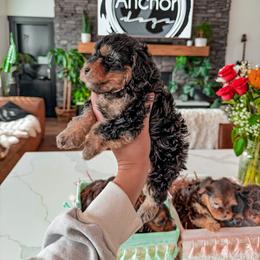 Bernedoodle, Cavapoo, Cavapoochon, Goldendoodle, Poodle, and Yorkipoo Puppies from Anchor Dogs