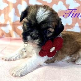 Tina - Gold and white female Shih Tzu puppy in Hemet, California from Aloha Shih Tzu