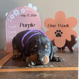 Fathers Day Ready Purple Girl - Black and tan female Black and Tan Coonhound puppy in Pueblo, Colorado from BT Coonhound