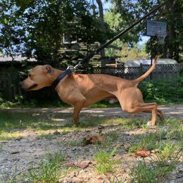 American Pit Bull Terrier All Grown Up from Paradigm Kennels