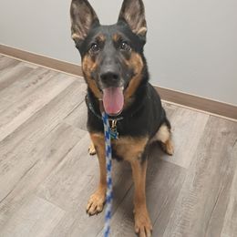 Xandi - Black and tan female German Shepherd puppy in Grants Pass, Oregon from Granville German Shepherds