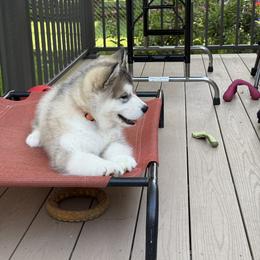 Alaskan Malamute Puppies from Alpenglow Alaskan Malamutes