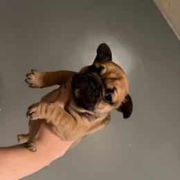 Aspen - Fawn and white female French Bulldog puppy in Louisville, Kentucky from Nelson’s Fancy Frenchies and Bulldogs