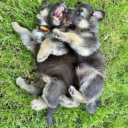 German Shepherd Puppies from Bear Lake Shepherds